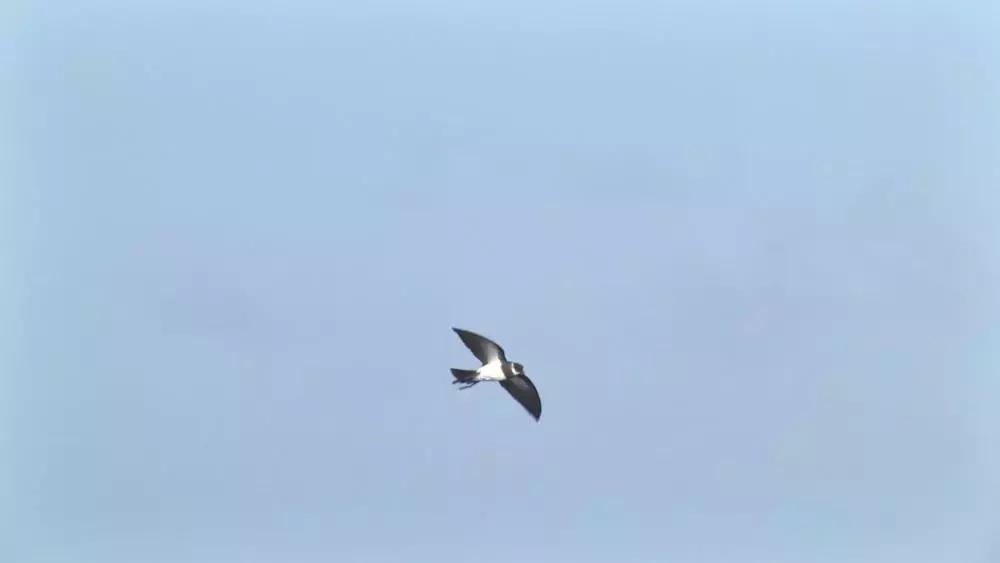 像黑色的闪电高傲地飞翔,像黑色的闪电