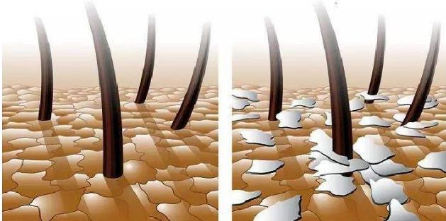 明星袁咏仪代言的防脱洗发水,不输大牌香水的洗发水