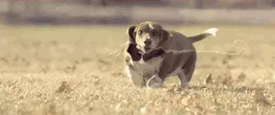 狗狗带出门就乱跑,带狗狗出门老是乱跑怎么办