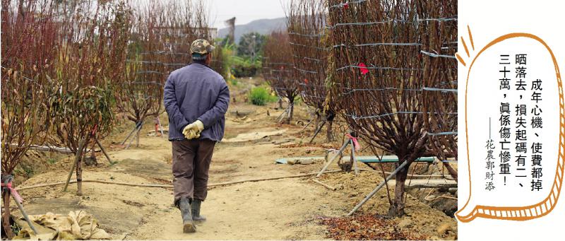 疫情致年宵花市没了，花农哭喊桃花最终变废柴