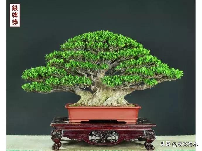 墙角榕树盆景,绝无仅有的榕树盆景