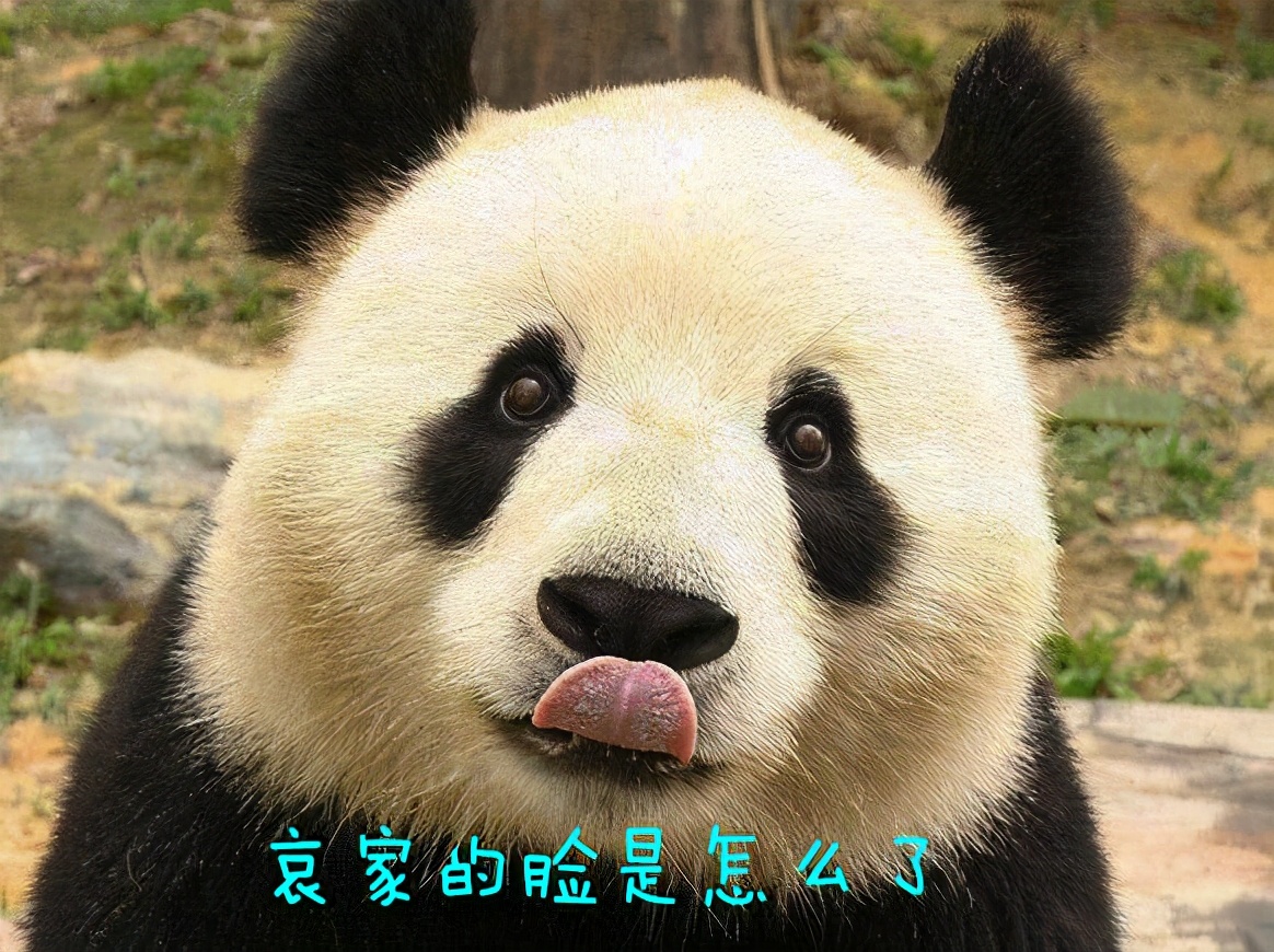 双11爆单好物,蹲守双11直播