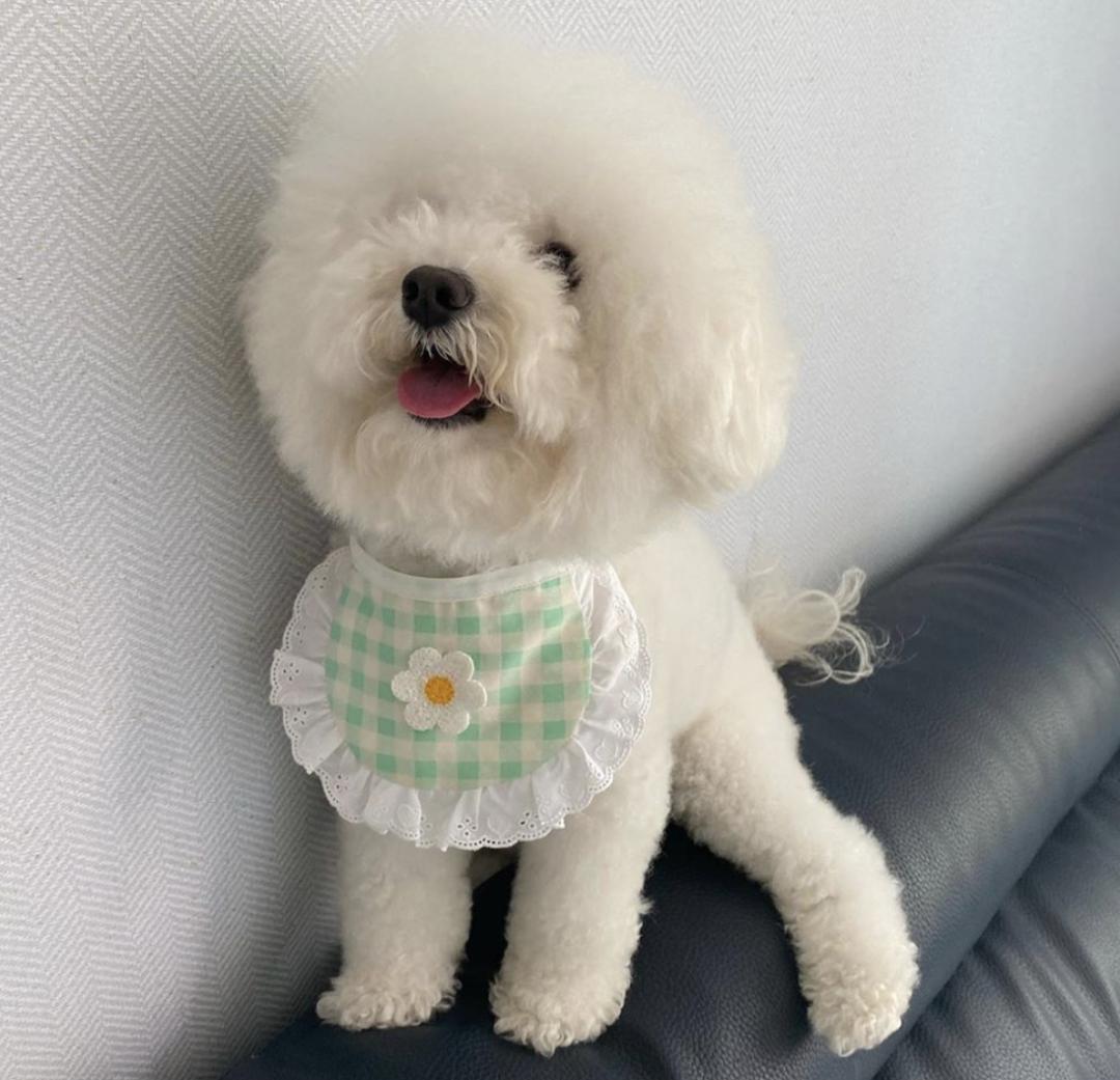 盘点二十种忠爱满世界的萌犬,萌犬系列都有啥