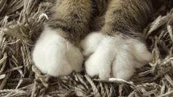 星巴克真香警告：猫爪虽香，小心挠伤