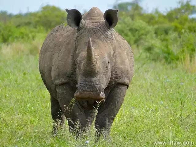 犀牛是否是牛科动物,动物大百科介绍之犀牛