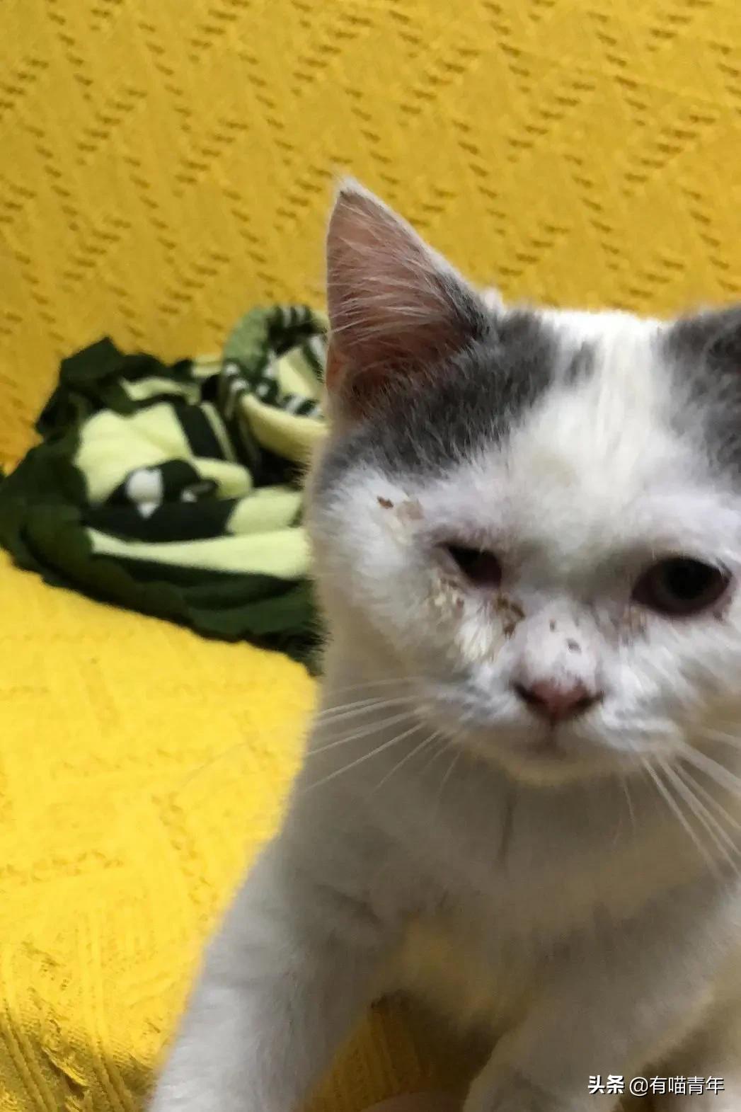 网上买的猫运回来死了,网上买猫三天送到半夜死了