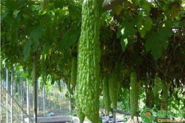 温室苦瓜嫁接方法,大棚嫁接苦瓜种植技术及施肥方法