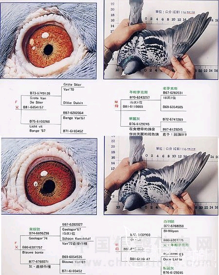 淇￠附姣嶅瓙閰嶅,淇￠附闅斾唬閰嶅