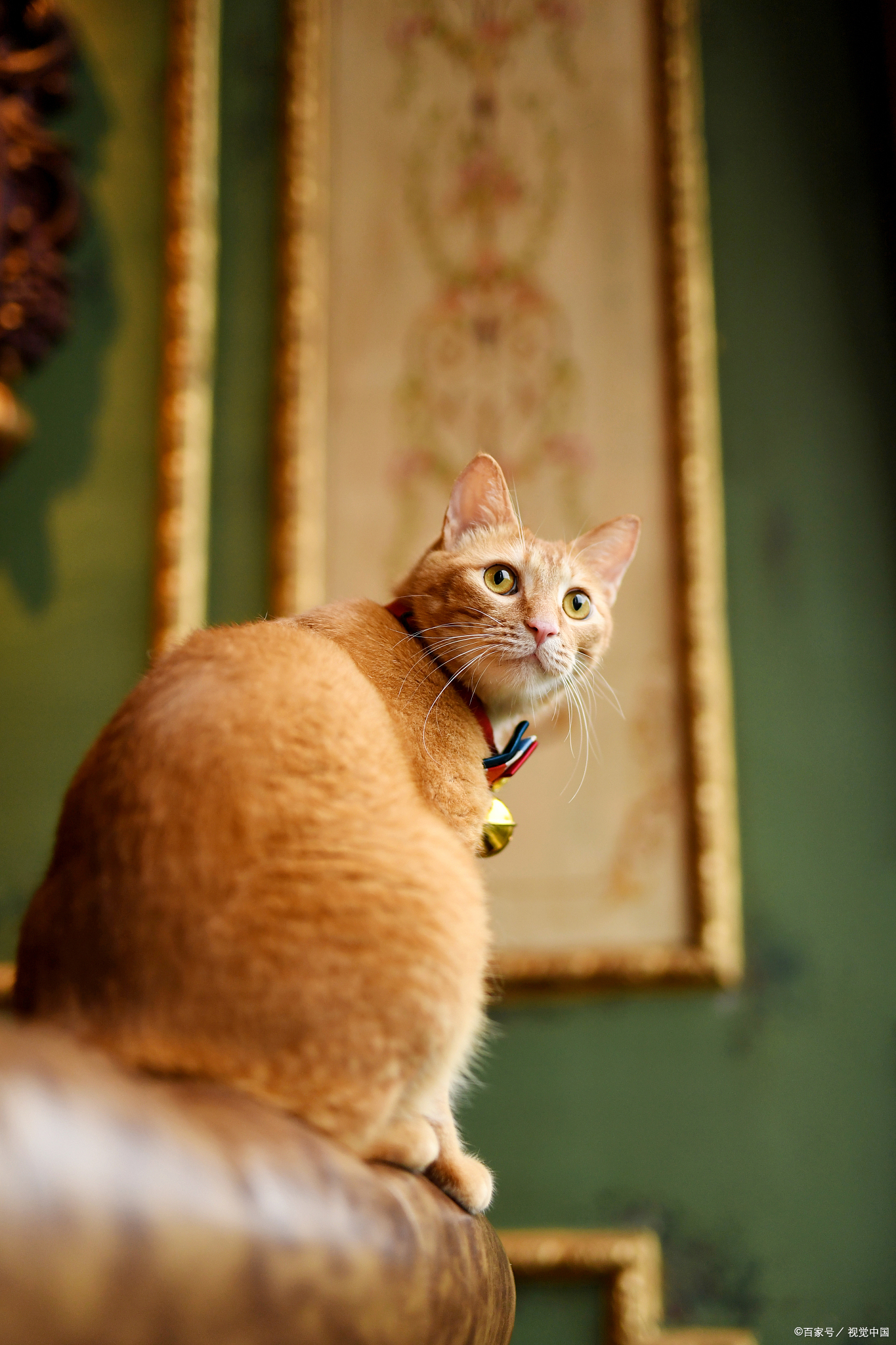 被猫轻微咬伤抓伤需要打针吗,被猫咪咬伤怎么处理伤口