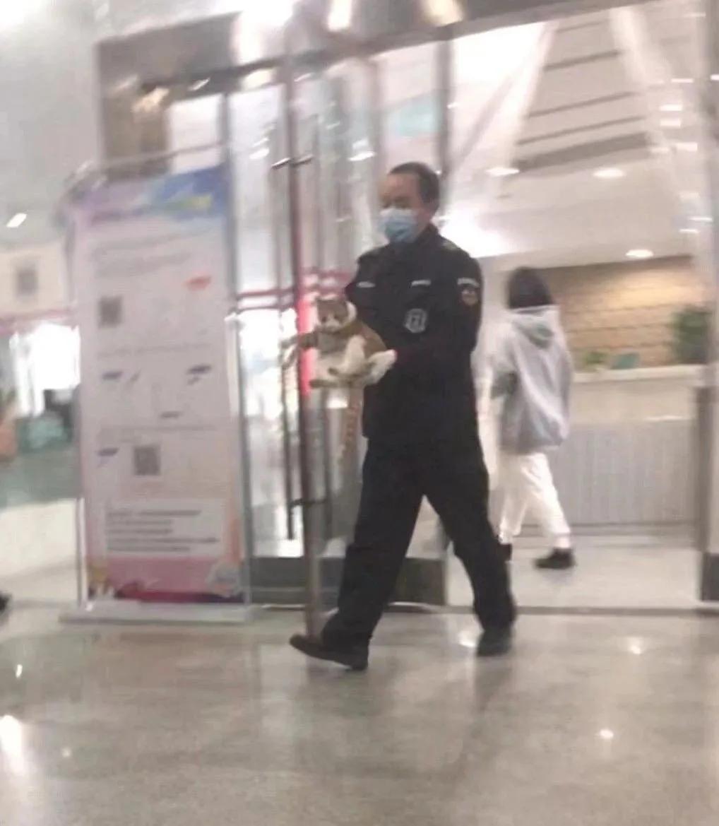 一到毕业季,我们大学的校猫就疯了哈哈哈