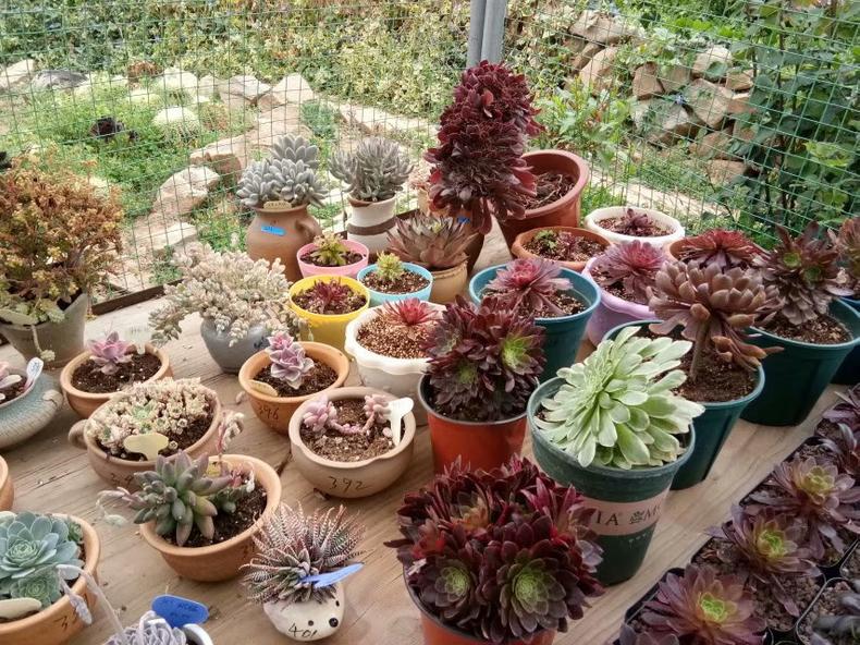 春天多肉怎么打理才好看,多肉一个月不见太阳会怎样