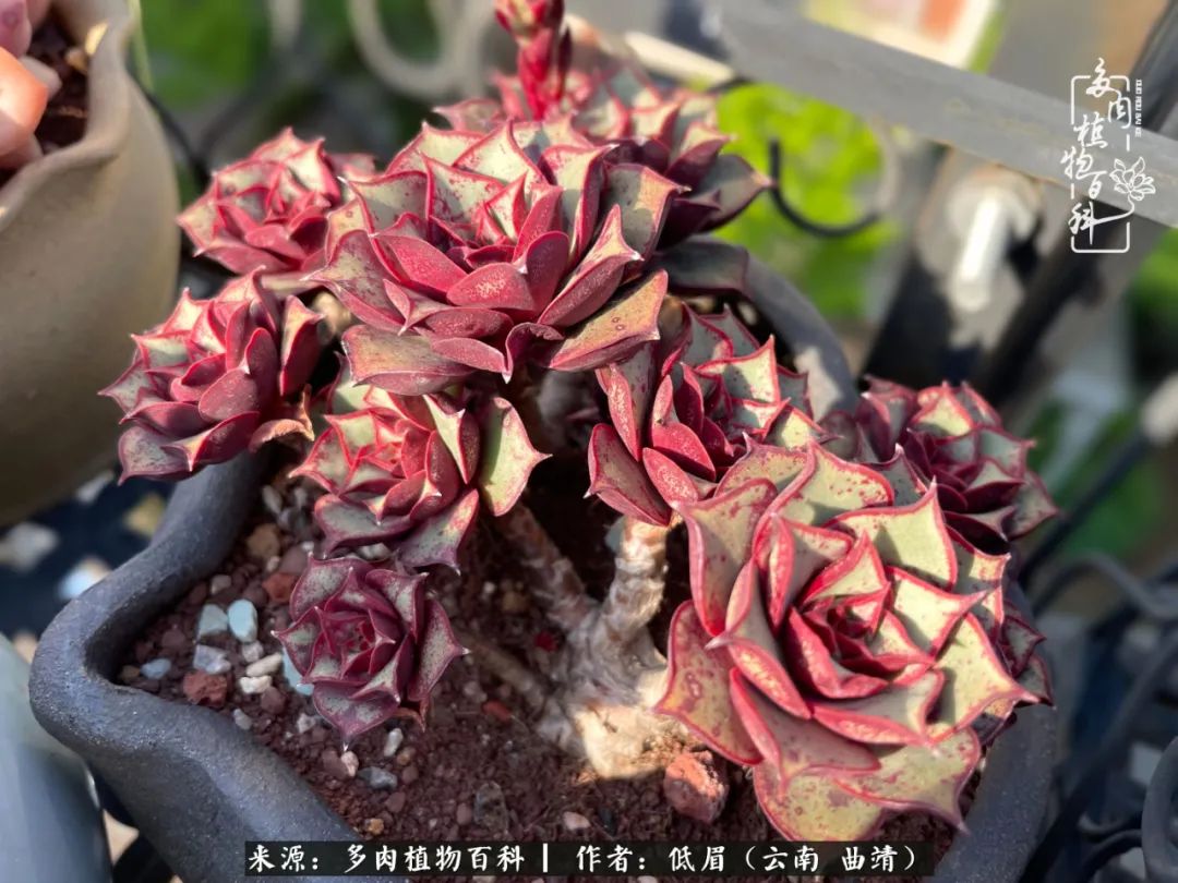 多肉植物百科如何投稿,感谢多肉植物百科的陪伴