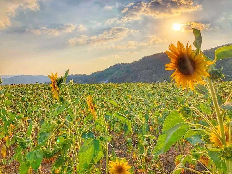 一场穿越千年的汉服旅游,五一旅行指南梦回大唐汉服