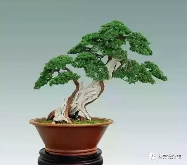 盆景大师的独到眼光,盆景技艺