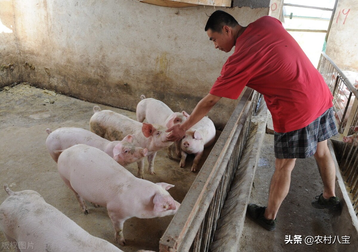 冬天养猪赚钱方法,东北那么冷冬天怎么养猪