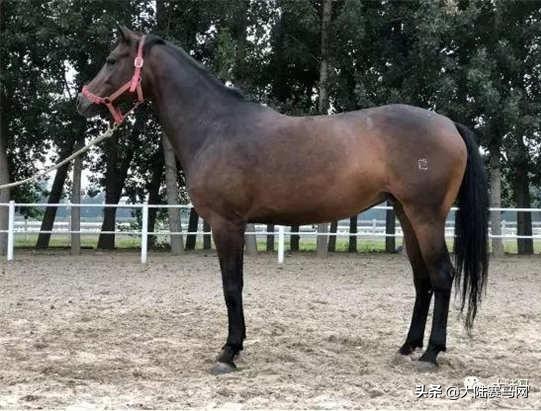 燕龙马业一匹温血马多少钱,国内繁育温血马