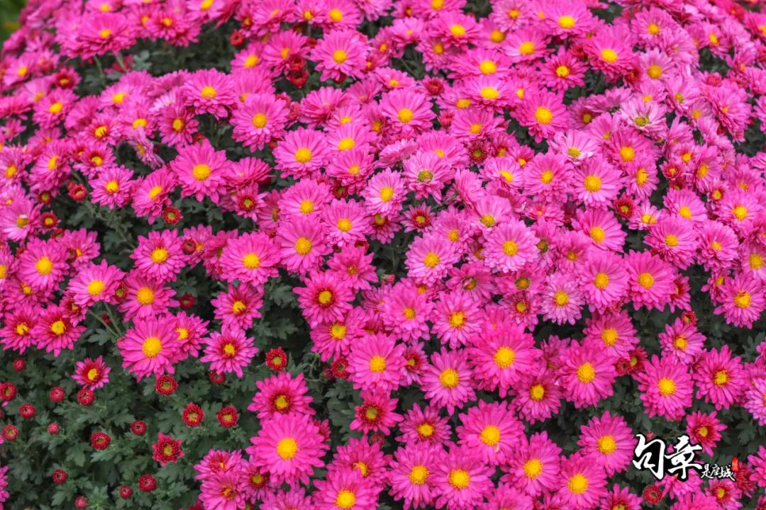 兴化千垛菊花海,广州海心沙菊花海