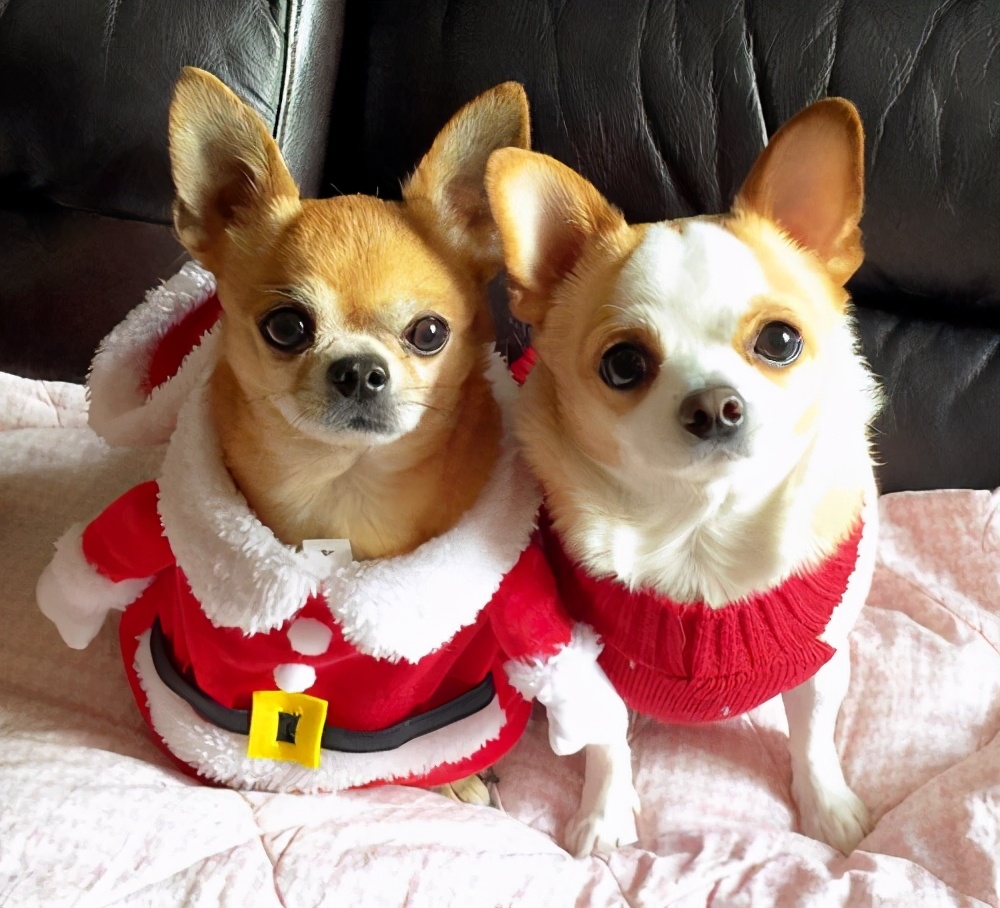 新手养哪种狗狗比较好小型犬,什么狗最好养又听话又粘人小型犬