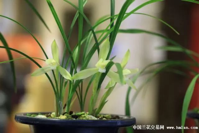 兰根越长越多越好吗,兰根的正确使用方法