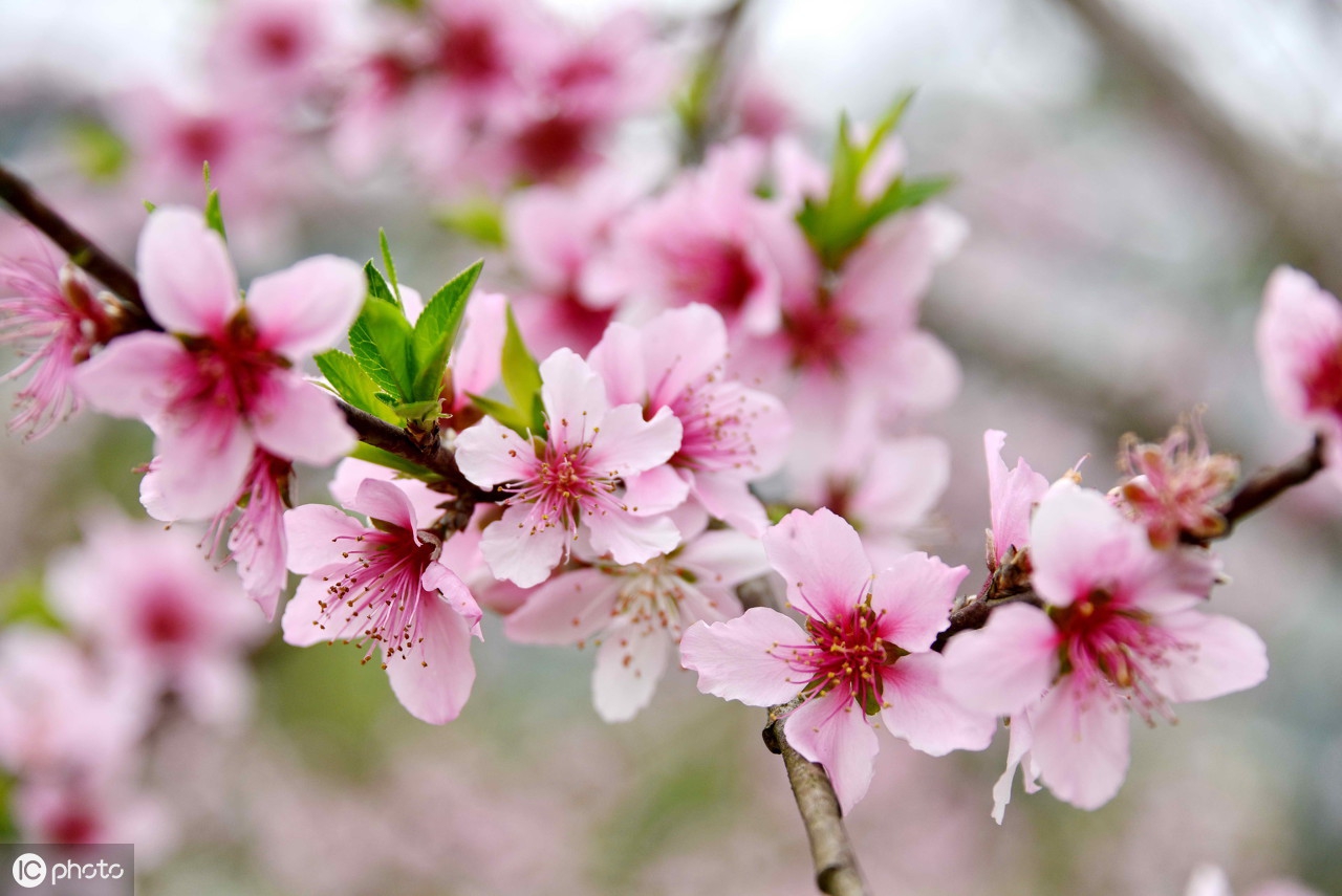 袁枚十大女弟子殉夫,袁枚的随园食单记录