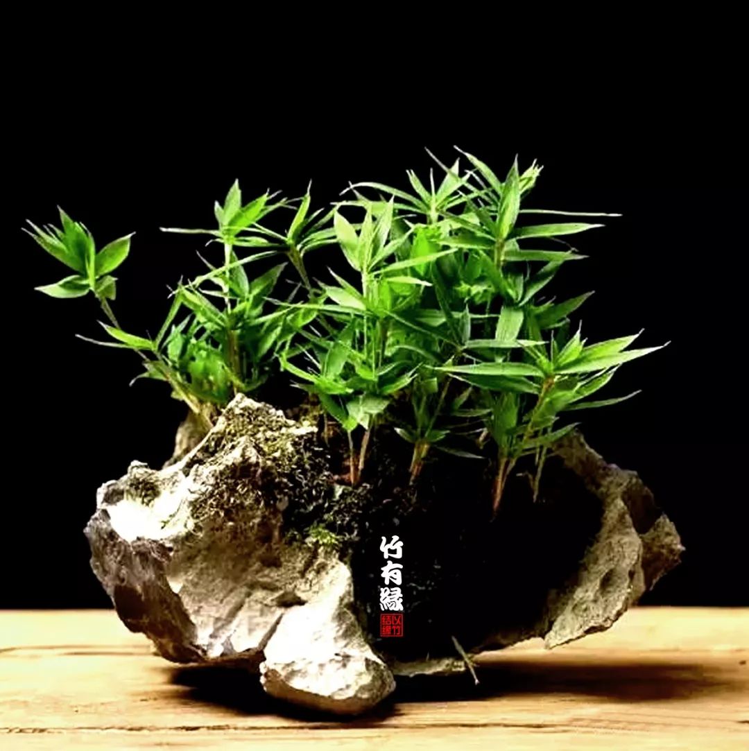 《竹子浇水宝典》竹子浇水是门大学问！