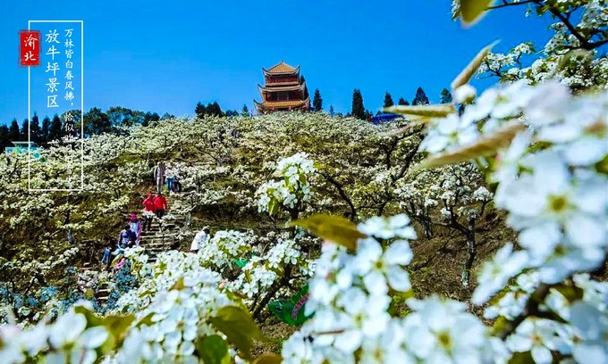 渝北周边采摘推荐,渝北茨竹附近采摘园