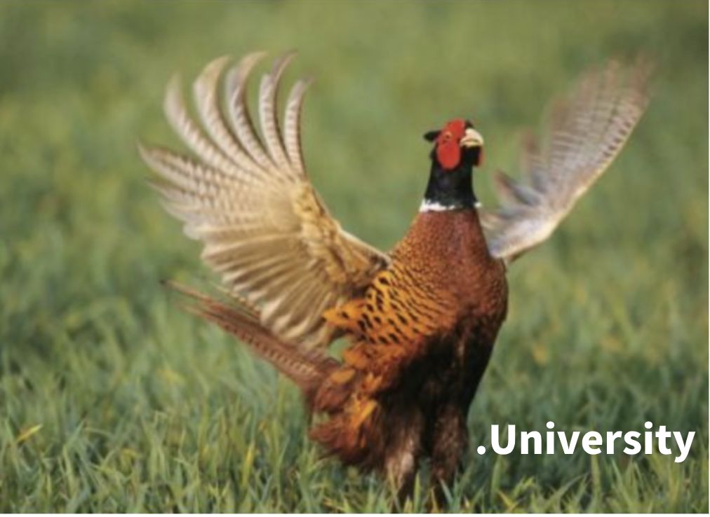 悉大爱约、新南渣？墨大的绿帽满街跑？