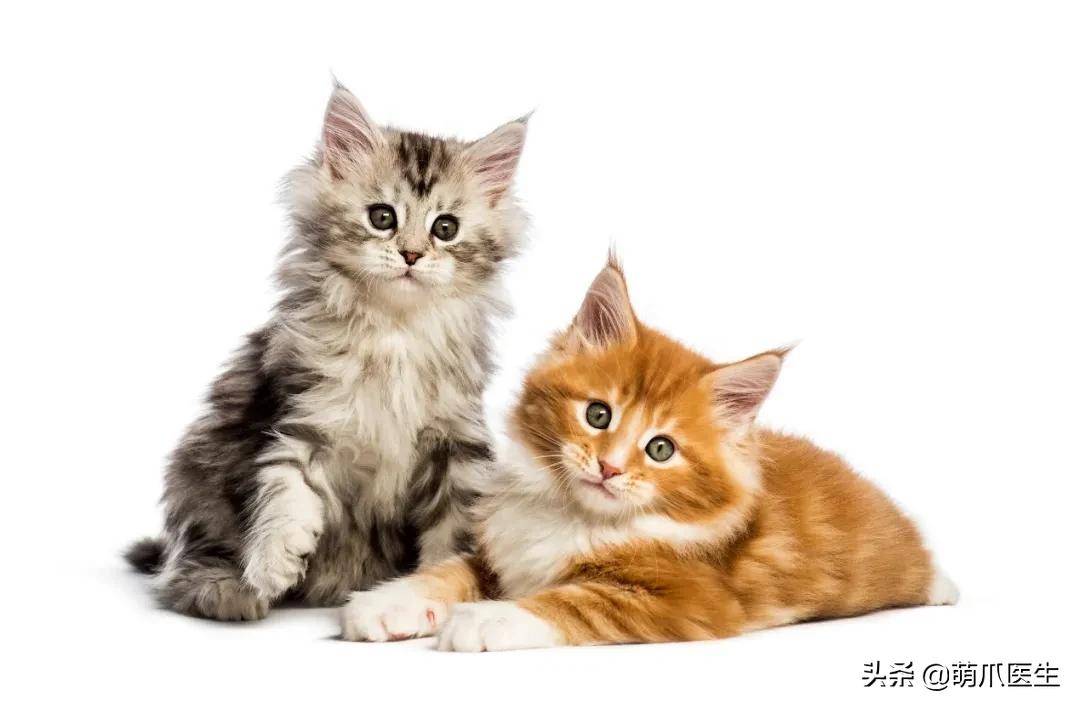 猫每年剃一次毛,可以把猫的毛剃了吗