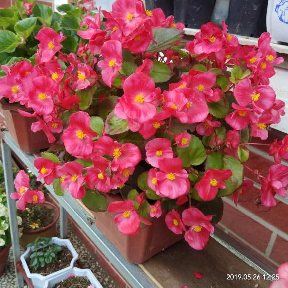 四季海棠叶子焦边干枯用什么肥,四季海棠叶子边枯萎怎么处理