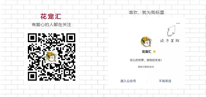 各种品种玫瑰花花语大全,进口玫瑰花语大全