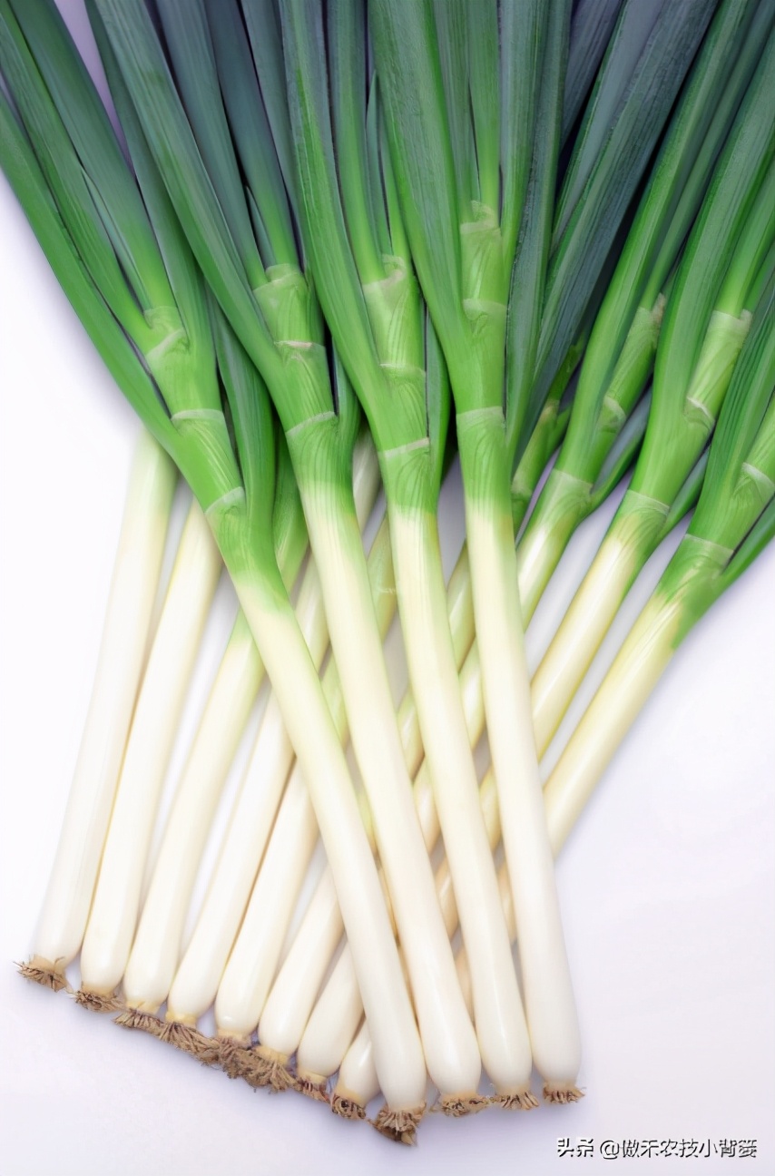 种植大葱怎样施肥能高产,种植大葱怎样使葱白长得更长