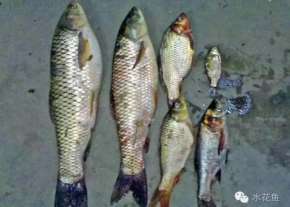 鱼苗投放鱼塘出现死亡怎么办,新进鲫鱼苗下塘大量死亡如何补救