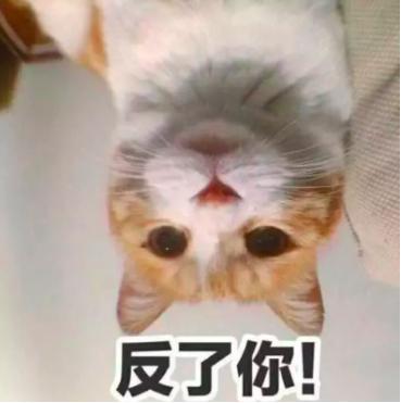 乱尿的猫咪怎么教,猫咪尿血乱尿怎么回事