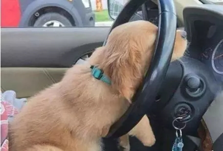 狗犬瘟后期还有救吗,我家狗这是懒到什么程度