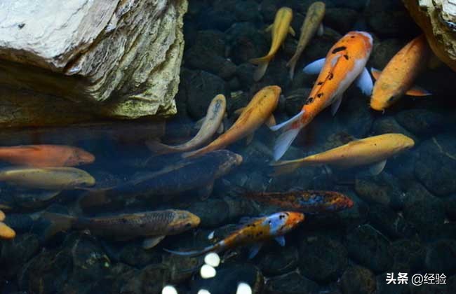 锦鲤养殖技术加盟,锦鲤养殖技术