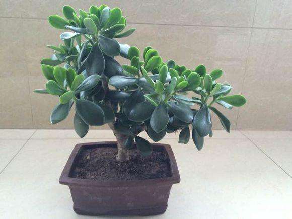 玉树怎么养才能长得快叶子翠绿,玉树光照太强叶片发软怎么补救