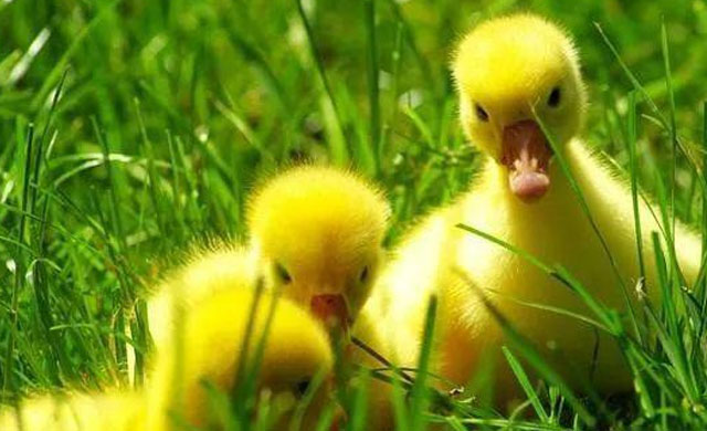 小鹅拉白色蛋清样稀屎怎么治疗,小鹅拉白屎怎么回事怎么治