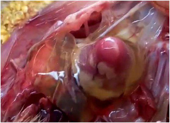 鸭走路左右摇摆怎么回事,鸭拉白痢最快急救方法