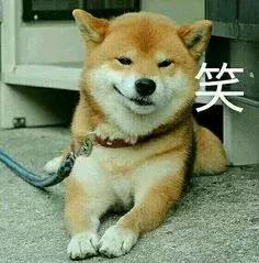 now和go区别,now和go猫粮哪个更好