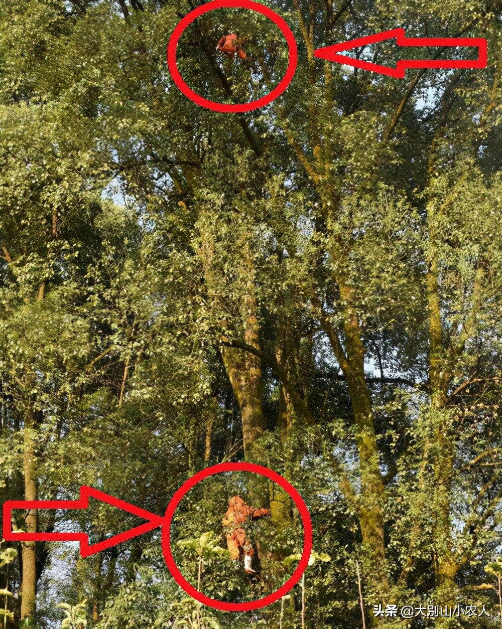 广西发现巨型马蜂,楼顶惊现巨型马蜂窝直径达半米