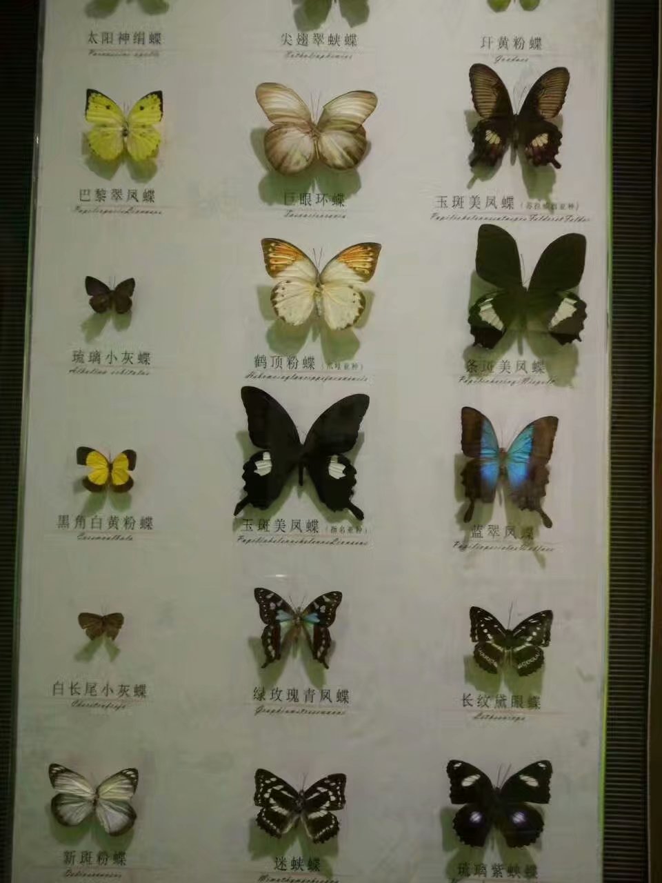 云南贵州之旅,云南蝴蝶泉之游