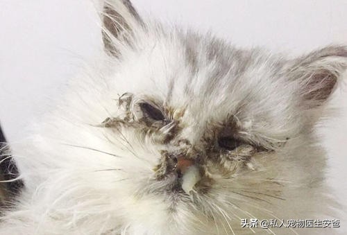 疱疹初长成的样子图片,疱疹病毒怎么治疗快