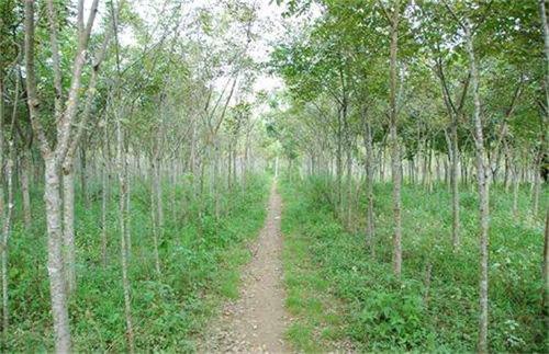 黄菠萝幼苗生长期,黄菠萝的种植方法和注意事项