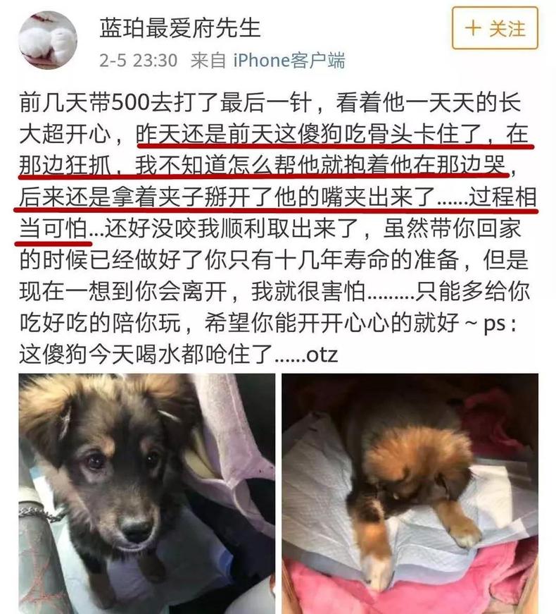 大金毛吃了鸡骨头吐了一点,大金毛吃骨头卡着会有什么症状