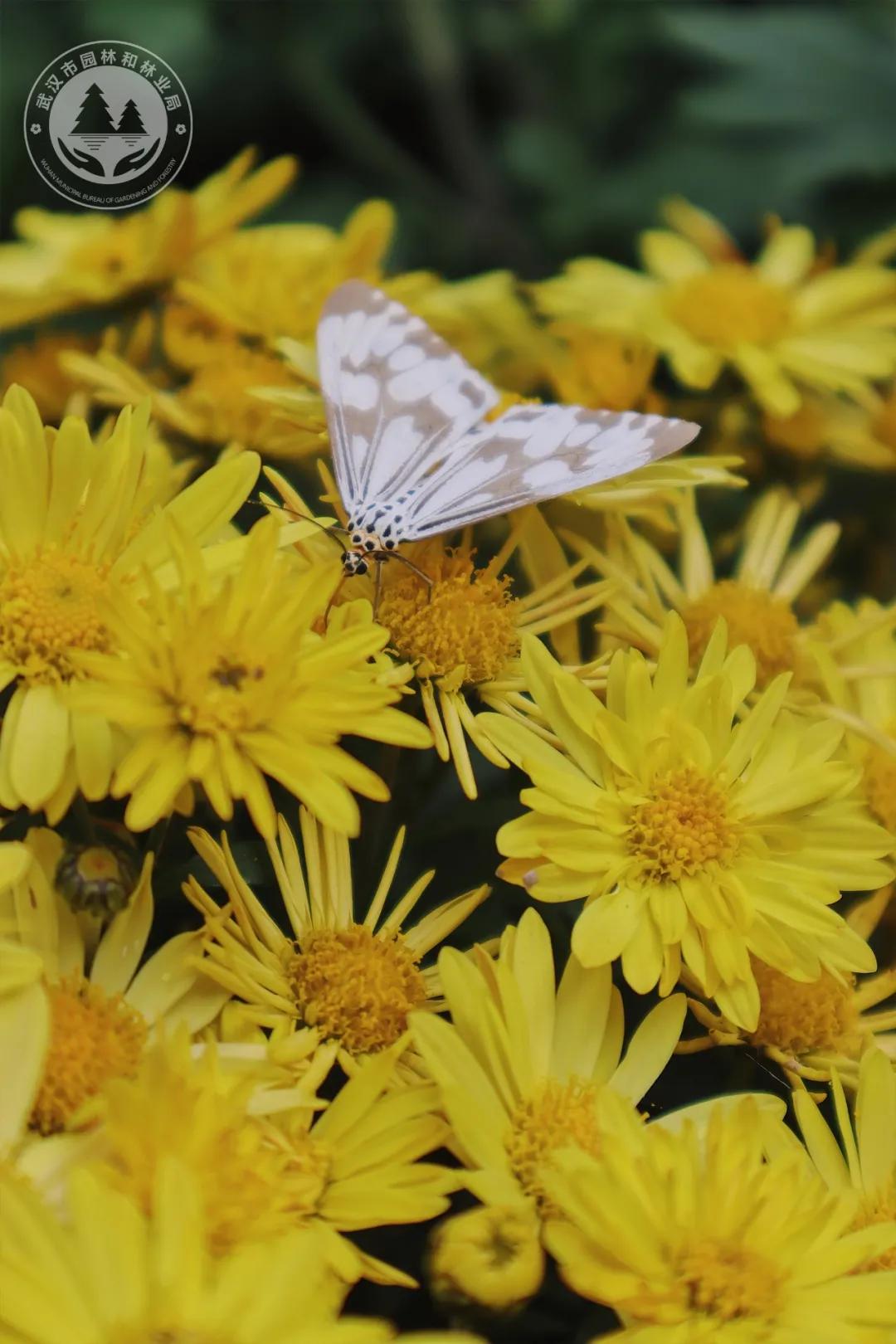 金秋时节菊展赏菊,趁着周末逛菊展