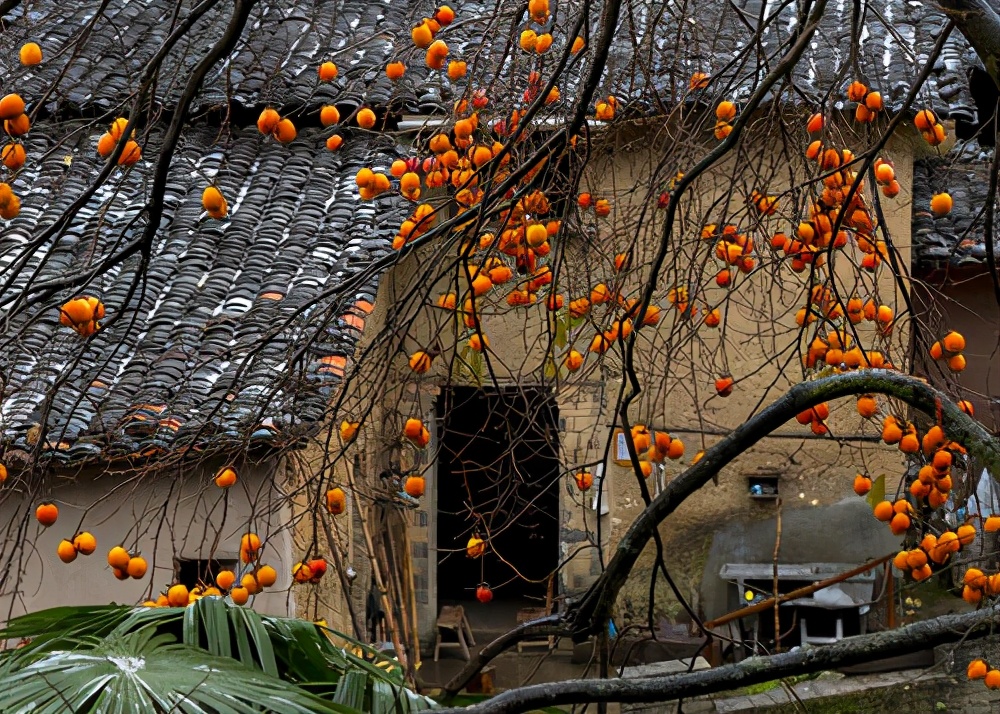 家门口种什么树能乘凉寓意好,无花果树为何不能栽家院子里迷信