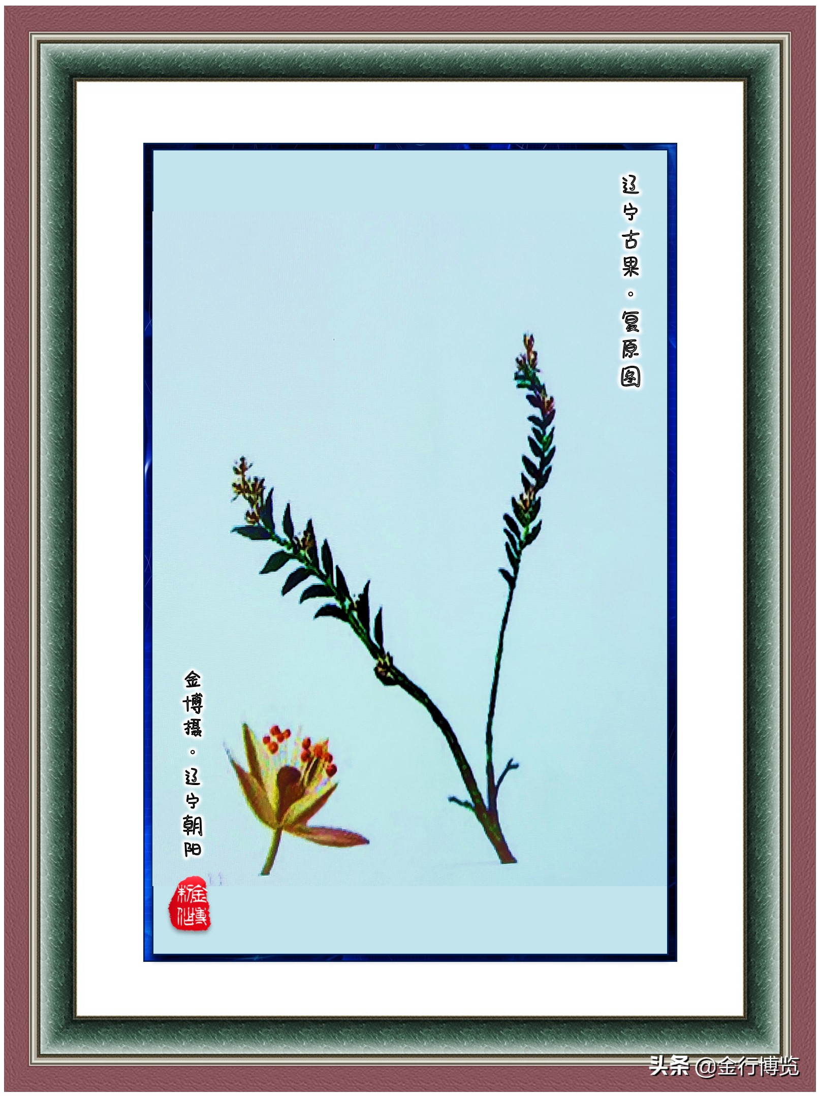 金行博览：辽宁省朝阳市是世界上第一支花绽放的地方-辽宁古果