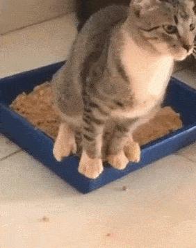 猫咪身体有虫会有什么表现,猫咪身上有黑色的小虫子是什么虫