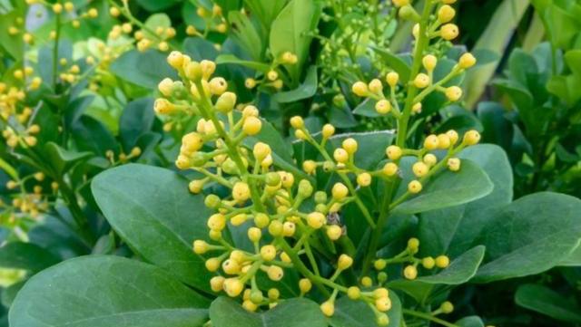 盆栽米兰花的养护技巧,米兰花盆栽养殖方法和注意事项