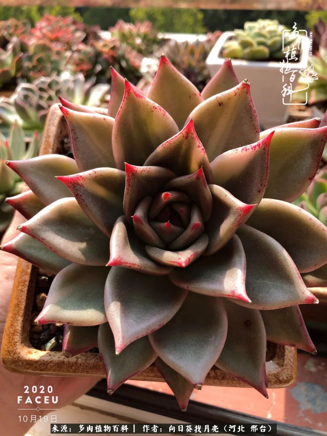 耐高温适合露养的多肉,冬日的露养多肉